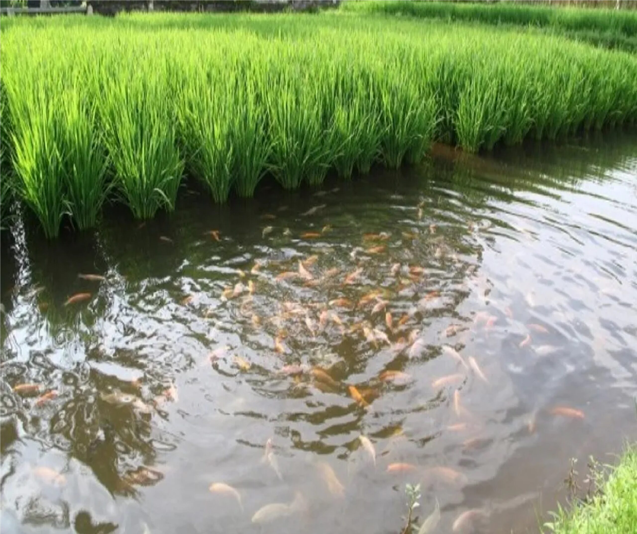 மூலவளங்களை நாம் காக்க வேண்டும் – தொ.பரமசிவன்